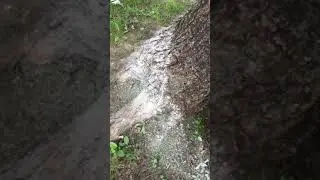 CARPENTER ANTS IN TREE- REMOVAL