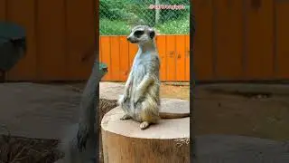 Meerkat Sounds & Pictures ~ Learn The Sound A Meerkat Makes ~ Animal Sound