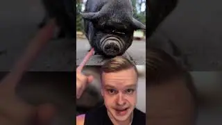 PIG SAVES A WOMAN'S LIFE!