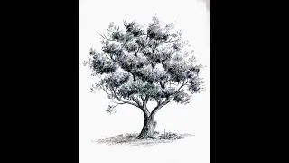HOW TO SHADE TREE WITH PENCIL