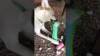 Luna dog toy chew test 1 pt2