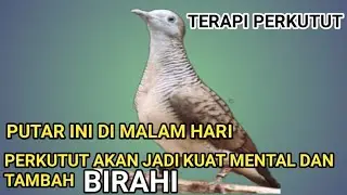 PUTAR INI DI MALAM HARI ‼️ Ahlinya menguatkan MENTAL perkutut tambah BIRAHI.