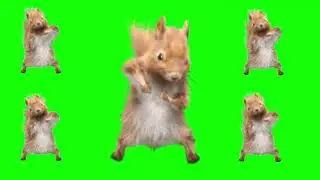 Dancing Squirrel Green Screen Template WITH SONG (TikTok Meme)