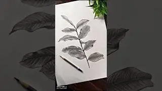 Guava tree leaf 🌿 Drawing ❤️#sketch #trending #shorts #leafdrawing #artist #aryan #art