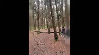 Kodaikanal Pine forest #tamilnadu #Kodaikanal #pine #beauty #nature #love #scenery