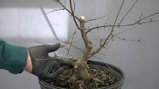 STYLING A TRIDENT MAPLE Winter 2024