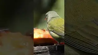 Beautiful Esmerald Tucanet eating #shorts #bird #birdingparadise #centralamerica #costarica