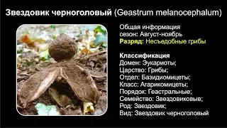 Звездовик черноголовый (Geastrum melanocephalum)