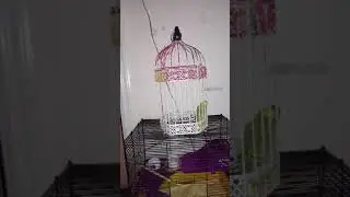 Bird escaping his cage