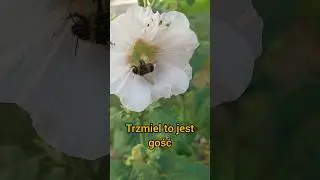 Co trzmiel ma do malwy