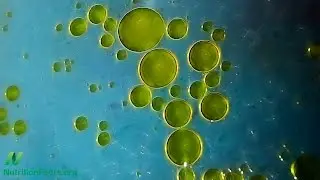 Olive Oil and Artery Function