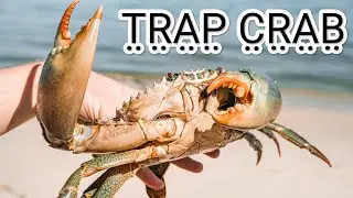 नवीन ट्रॅप🪤मध्ये आप्पांनी खाडीत जाऊन पकडले भरपूर खेकडे | Alibag Indians New Crab Trap | मी अलिबाग कर