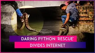 Video Of Man Lifting Giant Python From Canal Goes Viral, Netizens Divided Over &lsquo;Daring&rsquo; Act