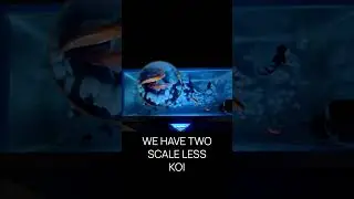 OUR FISH TANK TOUR | KOI, LION HEAD, BLACKMORE, AND GLO FISH | AQUASCAPE TOUR