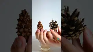Pine cone secret you must learn - Cool Science #experiment