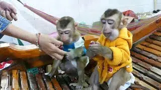Monkey Baby Dodo And Mori Get Much Red Grapes For Lunch