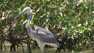 Great-billed Heron, Ardea sumatrana