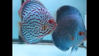 Discus Breeding , Day 1 free swimming , Reproduccion Discos , Dia 1 Nado libre .