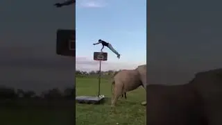 funny elephant basketball dunk! 🤣