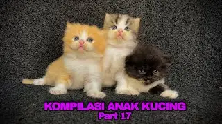 KOMPILASI ANAK KUCING LUCU GEMES BANGET PART 17