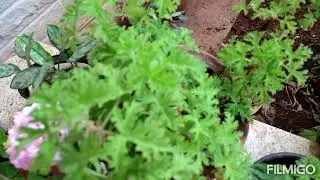 how to grow citrosa geranium/scented geranium☘️tips