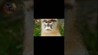 Macaco pata segredos e curiosidades #vidaanimal