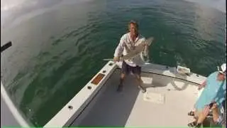 Blacknose shark