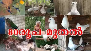 💖Exotic Birds😘Fancy Pigeon💗Fish💖Goose🤑Duck😁Birds Sale Kerala❤‍🔥Pravu Valrthal💎New pets farm video