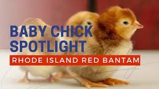 Single Comb Rhode Island Red Bantam Chicken Breed
