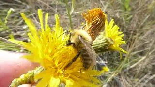 Common Carder Bumblebee (poss.), Bombus pascuorum, Vlieland, FR, the Netherlands, 25 Aug 2024 (2/2)