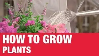 How To Grow Plants - Ace Hardware