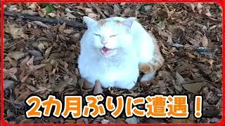 【久しぶり！】野良ミルぽんに遭遇！20251223、カラス＆四つ足クインテット（仮）