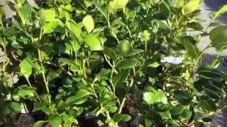 Griselinia 'Green Horizon'