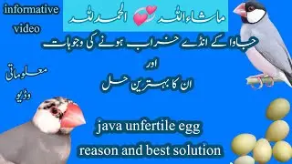 java birds| جاواکےانڈے خراب ہونے کی وجوہات اور ان کا بہترین حل|java unfertile egg reason & solution