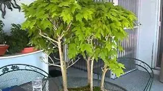 Red Maple Bonsai Trees. 40 yrs. old