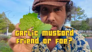 Garlic Mustard, Friend or Foe? The Science of Opportunistic Plants and their uses!