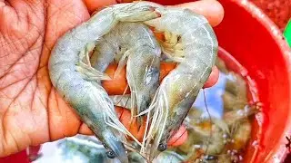 how to cutting the shrimp easy and fash | fish cutting videos #kasimedu #fishing #shrimp