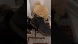 Наша собака не гризе взуття - вона виймає стельки😂