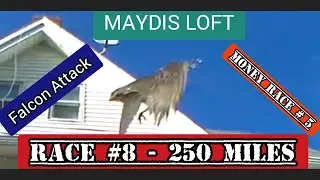 Pigeon Race #8, 250 Miles  & Money Race #5, 350 Miles