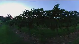 Yoga in the Savino Vineyard 2018 Revised