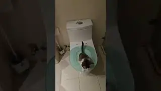 Two cats take turns using the toilet in Guangdong, China