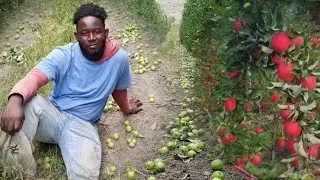 Day in The Life || Jamaican Farm workers Working, in Canada