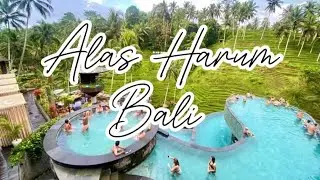 Alas Harum Bali Indonesia 🇮🇩 Kopi luwak Coffee DJ Pool Party & Swing 