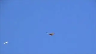 Pale Chanting Goshawks want Eagle to go away