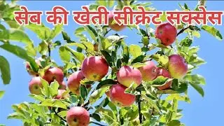 Boost your farm's success: Sev ki kheti techniques revealed