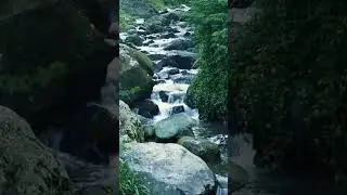 Nature Sound #nature #gentlestream #relaxing #foreststream #432hz #cricketschirping #relaxingstream