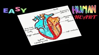 How to Draw Human Heart Diagram in Simple Steps| Easy Drawing of Human Heart with Labels 