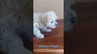 Introducing the Maltipoo Marvel: Your Ticket to Endless Joy! #maltipoopuppy