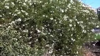 Solanum jaminoides - Potato Vine