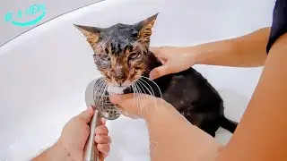 We found our cat Dean but he's in terrible condition 